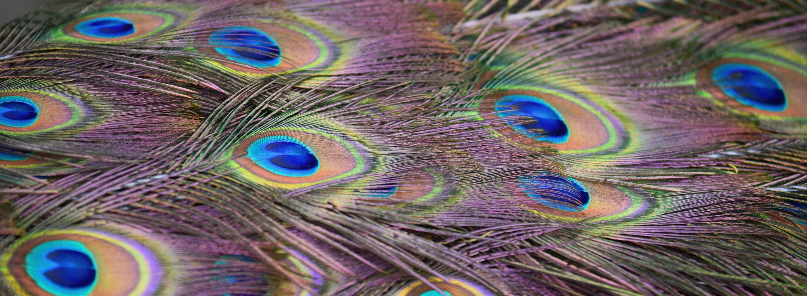 peacock background | Lindsay Godfree