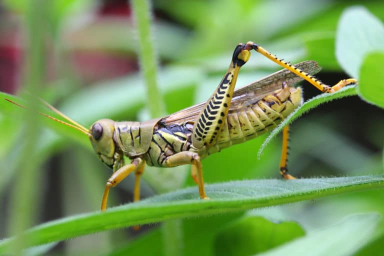 Story: Grasshopper Locust and the Magic of Leaping Forward | Lindsay ...