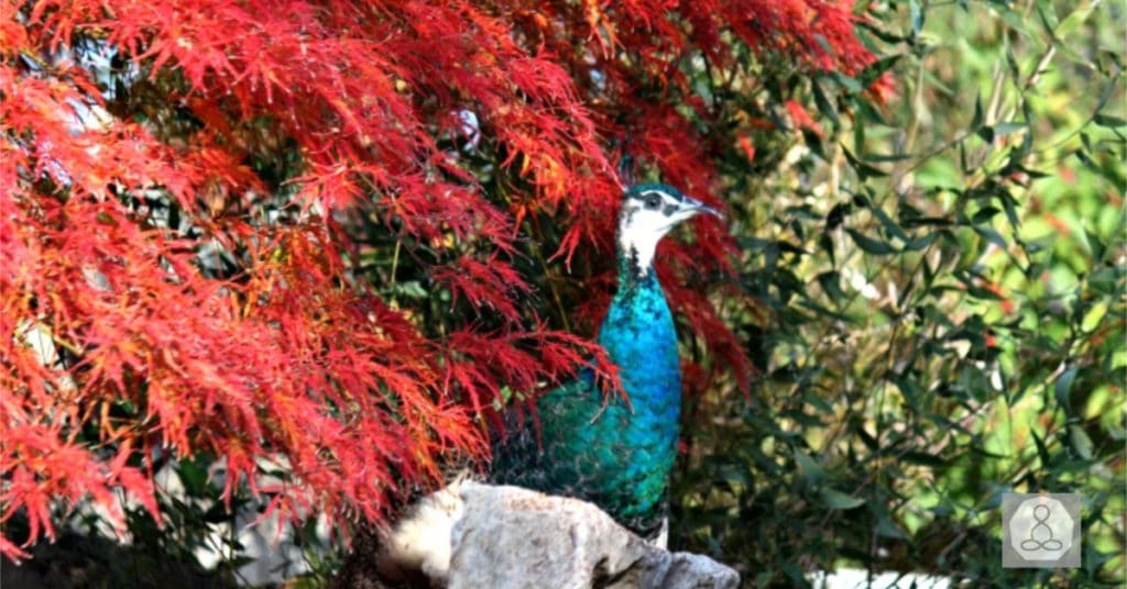 peacock head